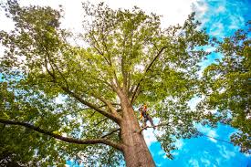  Bourg, LA Tree Removal Pros