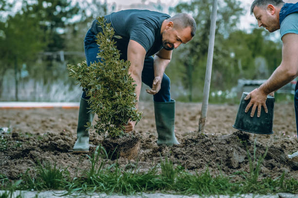 How Our Tree Care Process Works  in  Bourg, LA