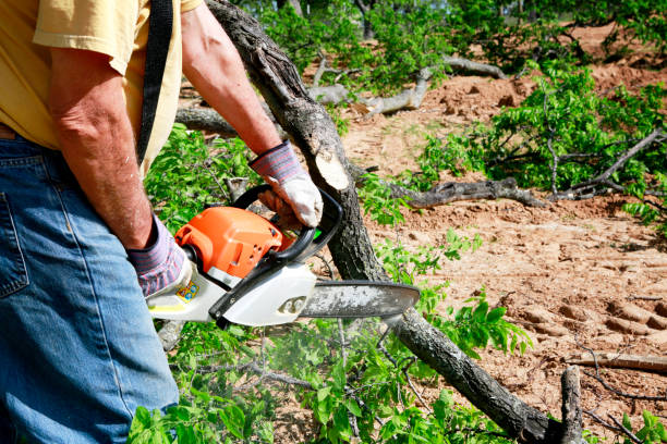 Best Hazardous Tree Removal  in Bourg, LA